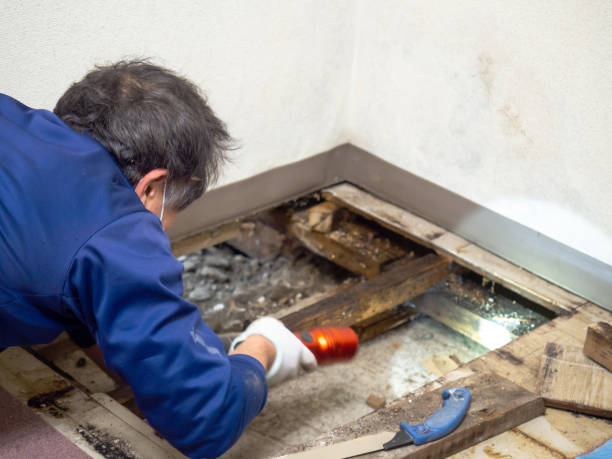 Best Residential Mold Removal  in Kermit, TX