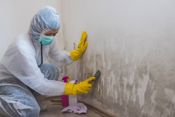 Best Mold Damage Repair  in Kermit, TX