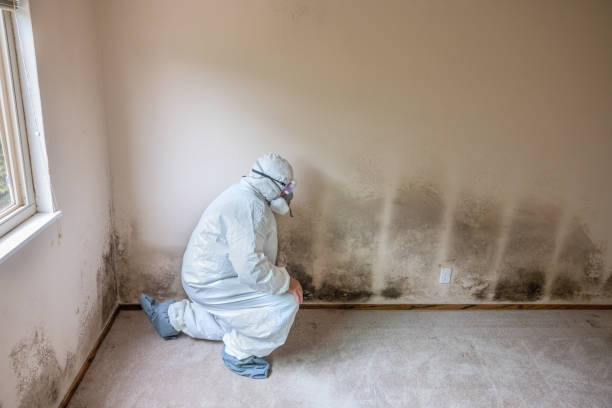 Attic Mold Removal in Kermit, TX