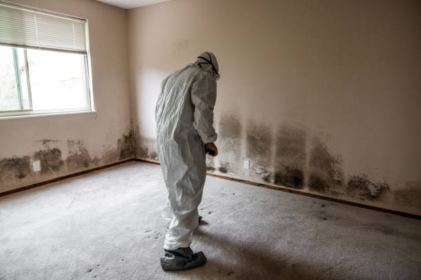 Best Professional Mold Removal  in Kermit, TX