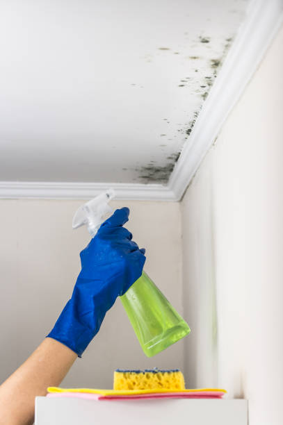 Best Black Mold Removal  in Kermit, TX